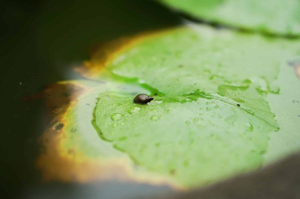 L'influence de la carte mère sur la vitesse de votre ordinateur